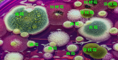 霉菌孢子